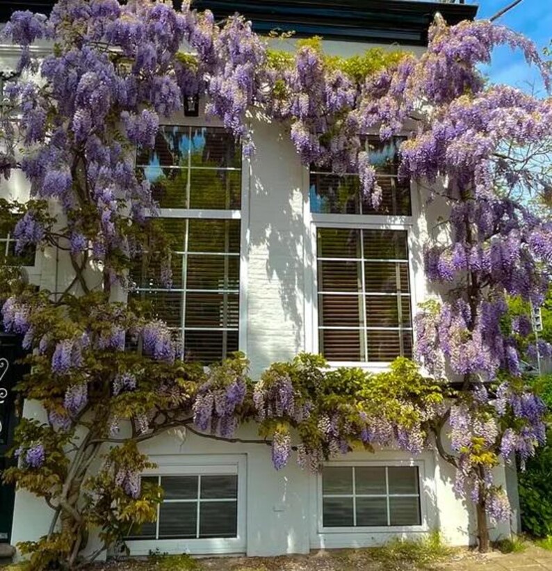 以下が含まれることがあります： 白い建物に複数の窓があり、紫色の藤の花が滝のように咲いています。花は房状に垂れ下がり、白い外観と鮮やかなコントラストをなしています。窓には白いフレームと水平ブラインドが付いています。