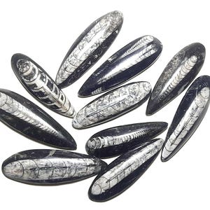Natural Orthoceras Fossil Cabochon,Orthoceras Gemstone For Jewelry,Bussiness,Money,Stability,Pear Shape,See Orthocera,Orthoceras Kuber Stone
