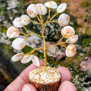 Árbol de conchas Gomti Chakra natural de tamaño de bolsillo, regalo de Diwali, Laxmi Puja, dinero, éxito