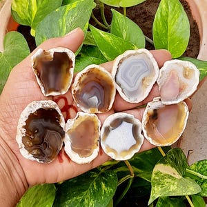 May include: Seven polished agate slices with irregular, rounded shapes and rough, white outer edges. The stones display various translucent colours including deep brown, light tan, soft pink, and milky white, featuring natural banding and internal patterns.