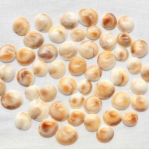 Può includere: Una collezione di circa 40 piccole conchiglie rotonde, bianche e marroni. Le conchiglie hanno una superficie liscia e lucida e una varietà di motivi.