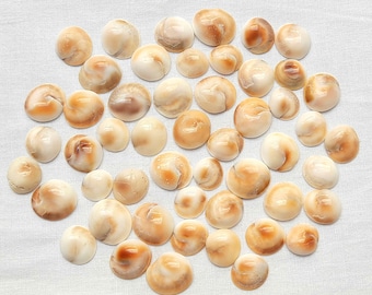 Conchiglie di mare originali Gomti Chakra: Lakshmi e Vishnu Puja, Astrologia della ricchezza