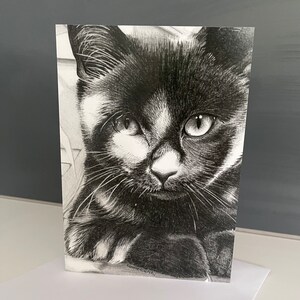 Può includere: Un disegno a matita in bianco e nero di un viso di gatto. Il gatto ha grandi occhi rotondi e un piccolo naso rosa. Il disegno è su uno sfondo bianco.