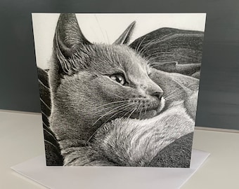 Beautiful warm grey cat