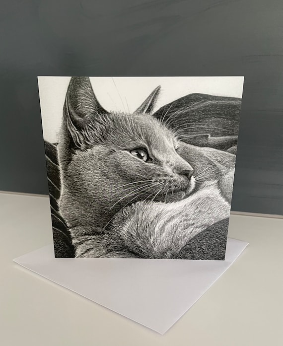 Beautiful warm grey cat