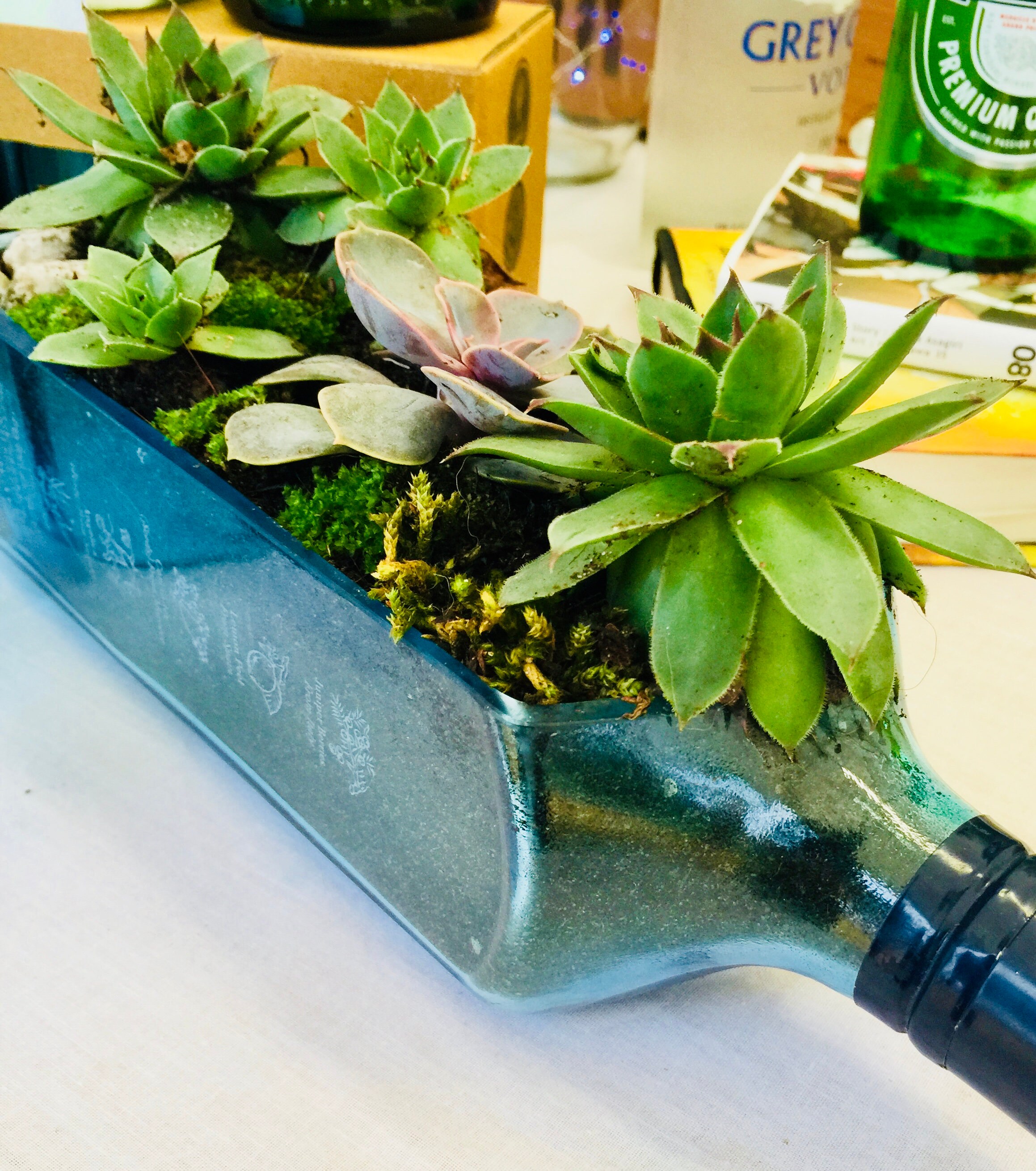 pine tree succulent Mini Pine Tree Succulent - Crassula tetragona - 4 Inch