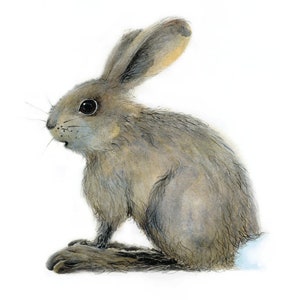 Snowshoe hare - Giclee print, Rabbit  PRINT, rabbit, hare print, rabbit illustration, rabbit art print, hare, baby room decor, new baby gift