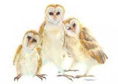 Young Barn Owls -barn owls- owls- birds- birds of prey- baby owls