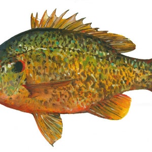 May include: A green and orange fish with a spotted pattern. The fish has a large dorsal fin and a long tail fin.