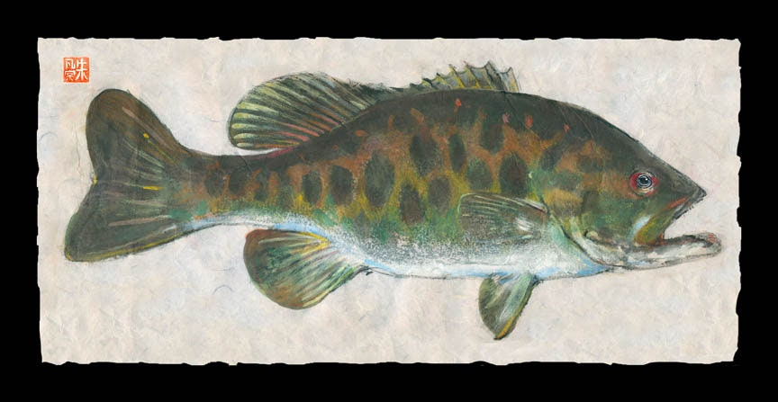 4日限定Large mouth Bass 壁掛け剥製 4日限定Large mouth Bass 壁掛け剥製