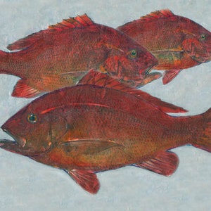 Red Snapper School 3 gyotaku prints gyotaku of red snappers paintings of fish fish printing fish art wildlife paintings ocean