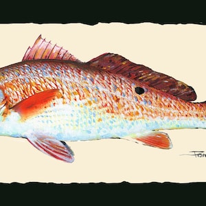 Red Fish  print fish/ ocean art/fish painting