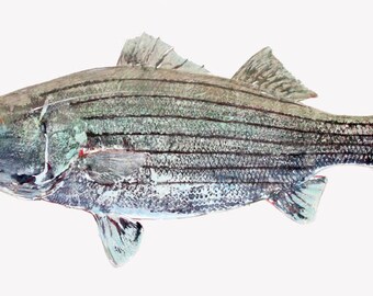 Striper.   gyotaku prints, from rubbings of real fish gamefish - fishing -fish art- marine art