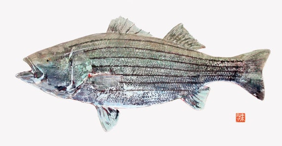 Striper. impresiones gyotaku, de frotamientos de peces reales