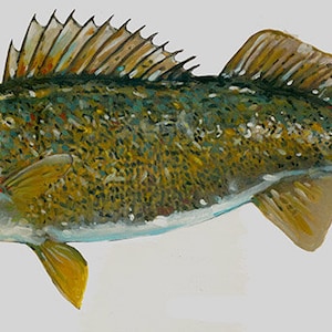 Walleye.   walleye paintings / fish paintings /fishing/ paintings of fish/ gyotaku