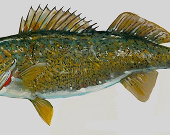 Walleye.   walleye paintings / fish paintings /fishing/ paintings of fish/ gyotaku