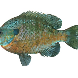 Bluegill.  Giclee l prints, from rubbings of real fish bluegills fish paintings bream prints from my original