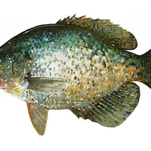 Crappie 3lb. Watercolor  fish paintings /crappie paintings/fishing