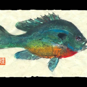 Bluegill (Center Hill Lake) gyotaku prints, from rubbings of real fish gamefish - fishing -fish art- marine art