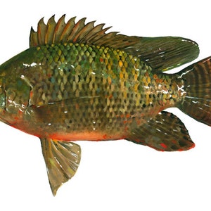 Tilapia.  Fish art fish paintings Tilapia painting gyotaku marine art and animals