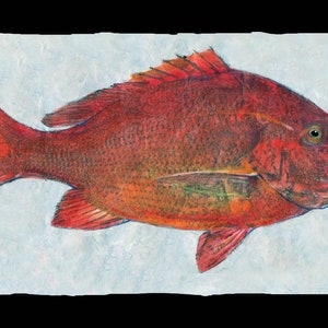 Red Snapper. gyotaku prints, from rubbings of real fish gamefish - fishing -fish art- marine art