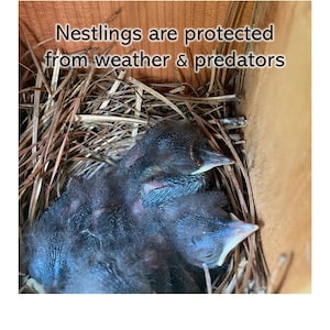 Bluebird House with Video Camera Cedar | Predator Guard | Insulated Weatherproof image 13
