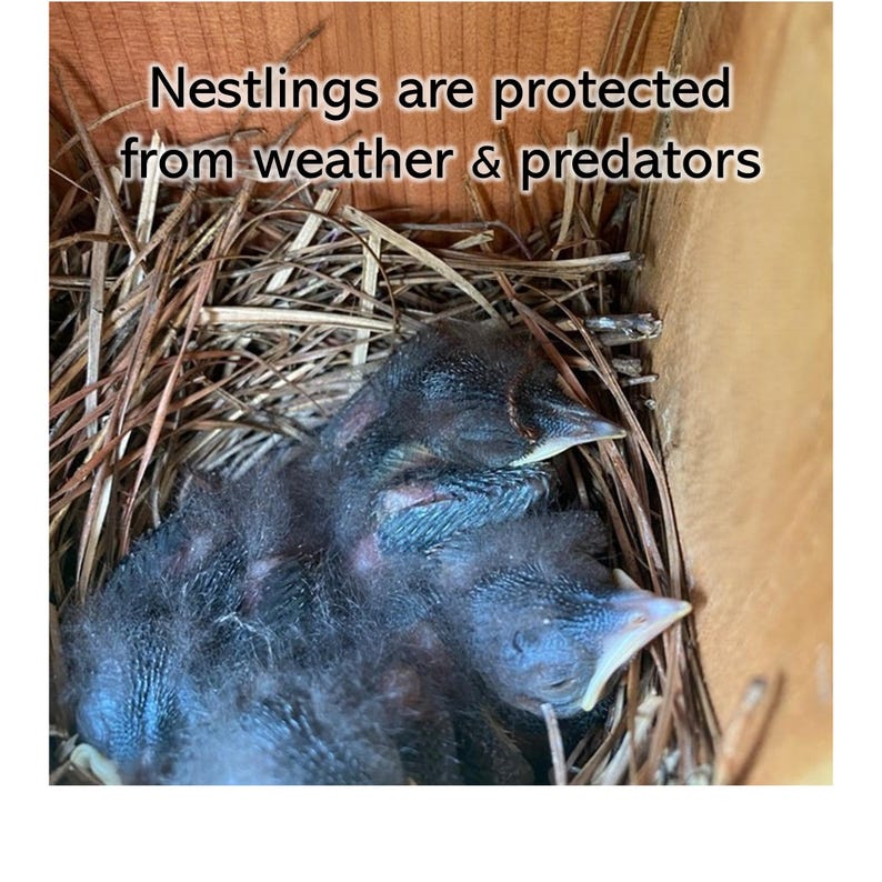 Bluebird House with Video Camera Cedar | Predator Guard | Insulated Weatherproof image 13