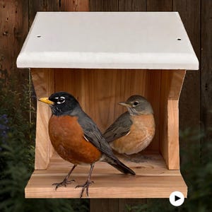 May include: A wooden bird nesting shelf featuring a natural light brown wood grain finish and a flat white roof. Two American robins with dark heads, orange-red breasts, and gray-brown wings are perched inside the open-front structure.