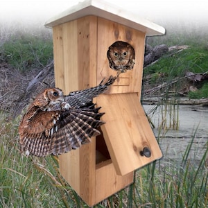 May include: A wooden owl house with a pitched roof and a hinged door. Two owls are visible, one inside the house and one in flight with wings spread. The house is made of light-colored wood and is set against a natural background.