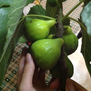 2x coll de dama gegantina vijgenboomstekken ficus carica zelfvruchtbaar