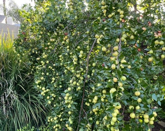 Jujube tree rooted live plant