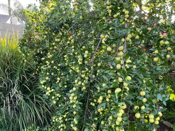 Jujube Tree Rooted Live Plant Etsy