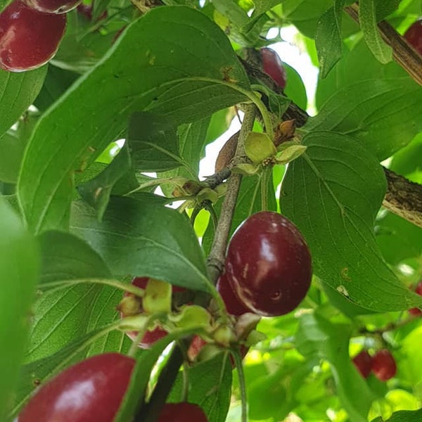 x2 cornelian cherry tree cuttings cornus mas