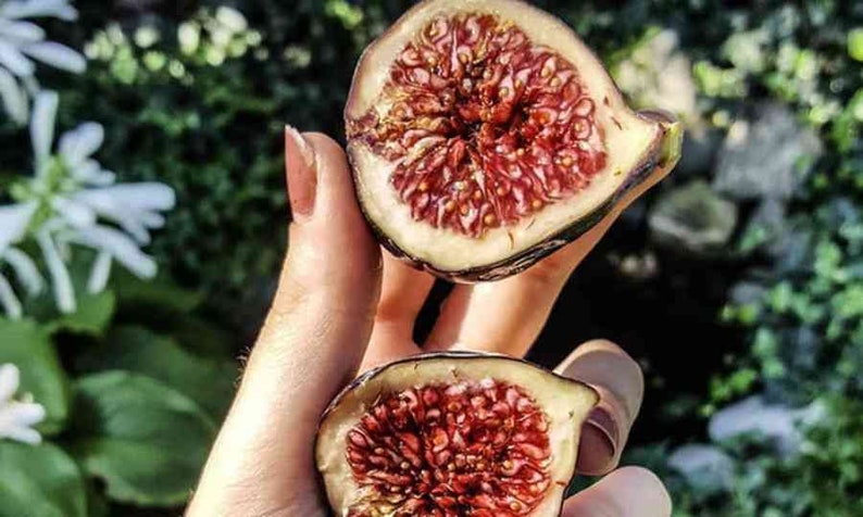 4x white Adriatic fig tree cuttings ficus carica self fertile