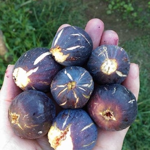 2x Estacas de figueira Crema Di Mora ficus carica autoférteis