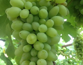 x1  Autumn crisp seedless grape rooted live plant