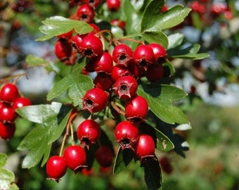 Hawthorn tree rooted live plant