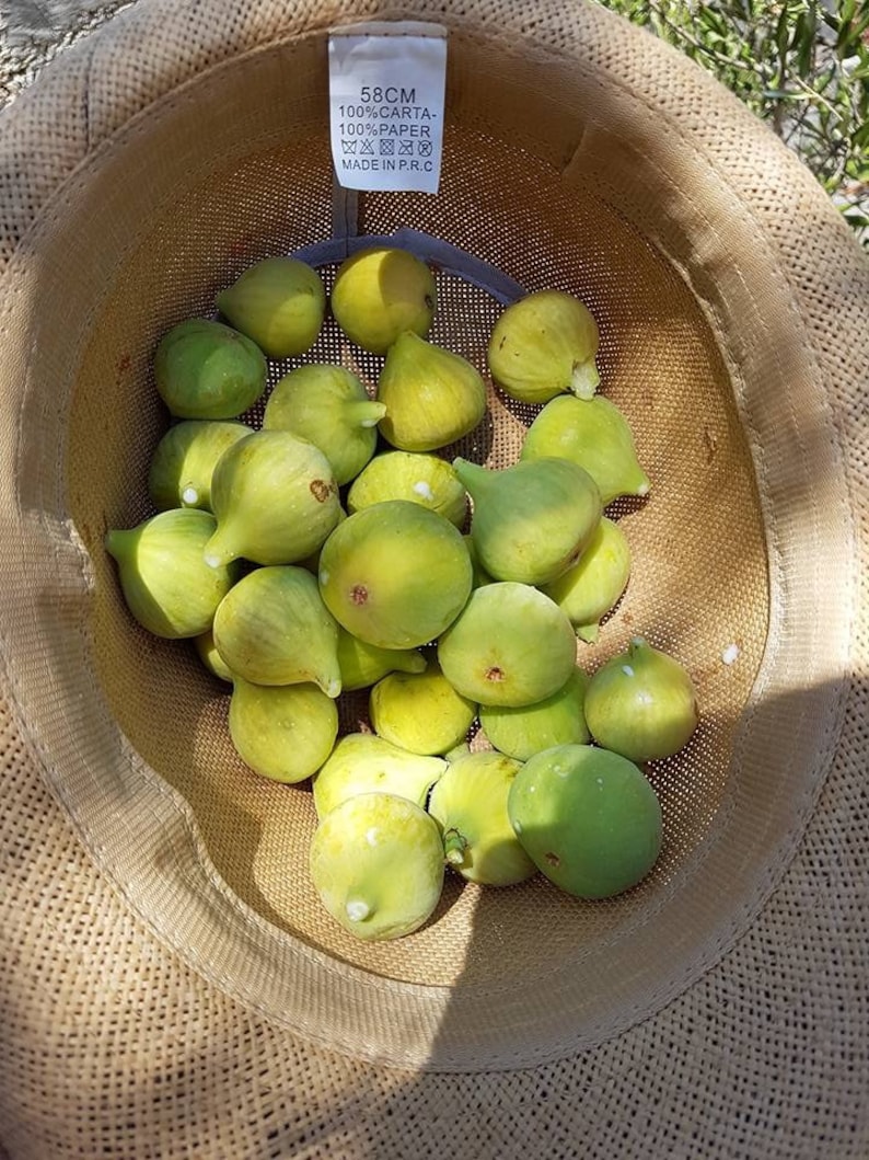 4x white Adriatic fig tree cuttings ficus carica self fertile