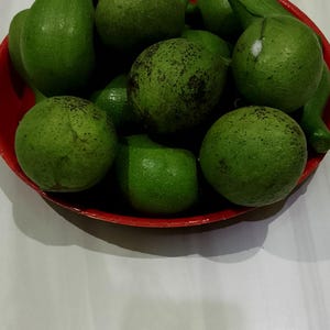 X3 ライラアボカドの木の挿し木 新鮮