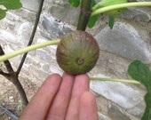 てつたろー。　De La Senyora S Green G DTE FigBid - Online Auctions of Fig Trees, Fig Cuttings