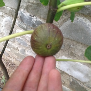 2x estacas de figueira de la senyora ficus carica auto férteis