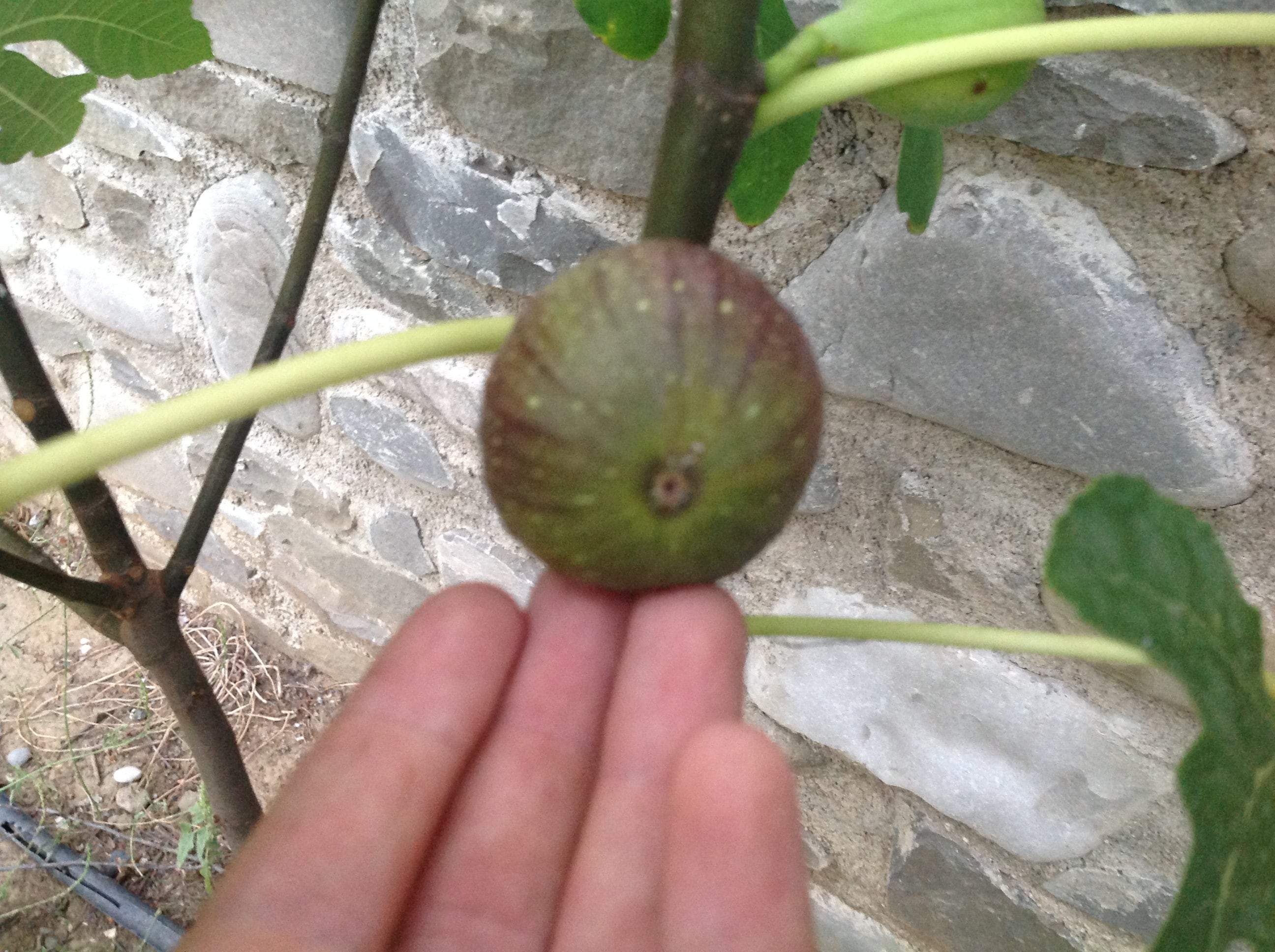 FigBid - Online Auctions of Fig Trees, Fig Cuttings