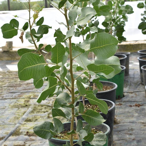 Pistazienbaum verwurzelte Lebendpflanze Pistacia Vera
