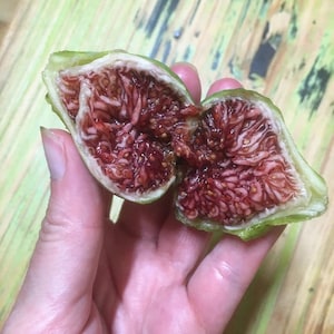 2 coll de dama Cdd noir fig tree cuttings ficus carica auto fértil