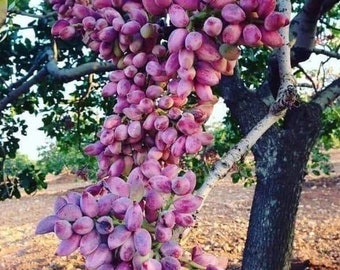 x2 Pistachio tree cuttings pistacia vera ( x1 female + x1 male )