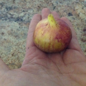 x2 crema de mango-vijgenboomstekken ficus carica