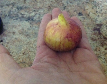 x2 crema de mango   fig tree cuttings ficus carica