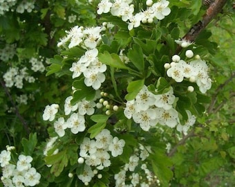 x2 hawthorn tree cuttings Crataegus oxyacantha