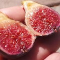 X3 Black Madeira Fig Tree Cuttings Ficus Carica Self Fertile product logo
