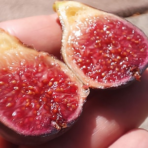 X3 Mudas de Figueira-da-Madeira Preta Ficus Carica Autofértil